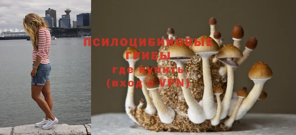 прущие грибы Алзамай