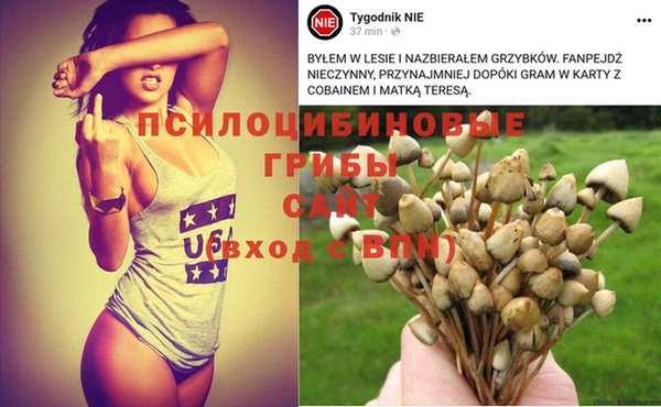 прущие грибы Алзамай
